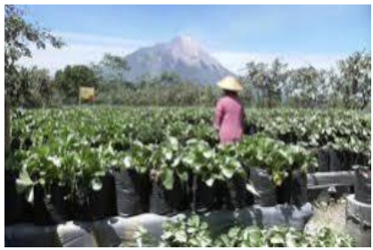 contoh soal tka geografi mitigasi bencana alam zenius