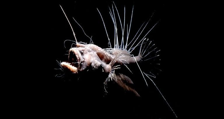Anglerfish hidup di zona abisal, zona laut yang sangat dalam.