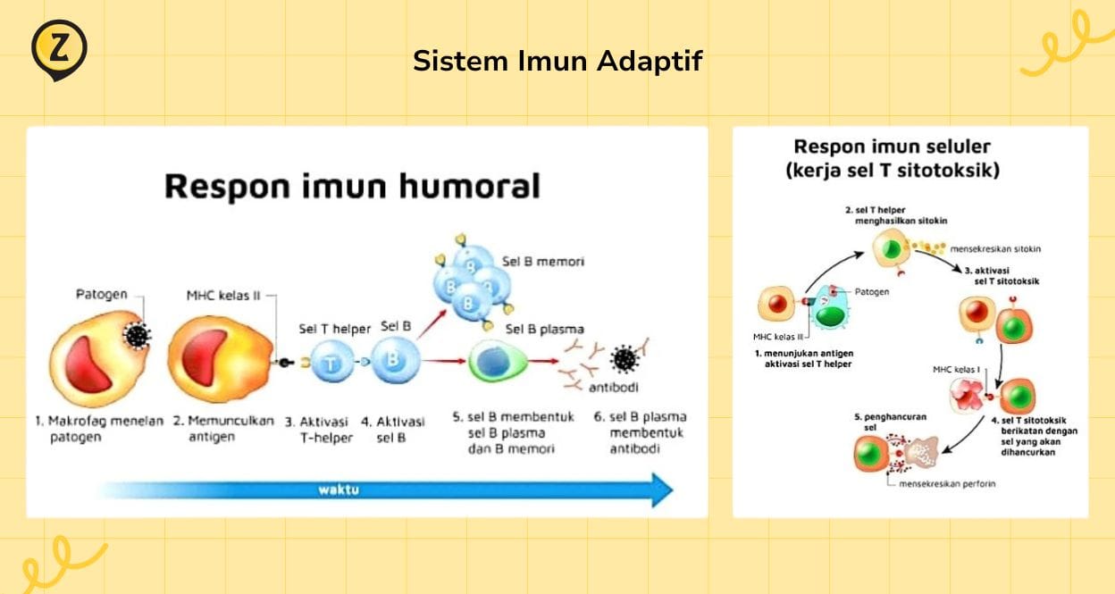 Respons imun humoral dan respons imun seluler pada sistem imun adaptif.